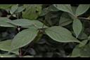 土牛膝-葉03.JPG