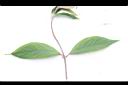 土牛膝-葉正00.JPG