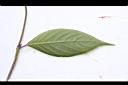 土牛膝-葉背11.JPG