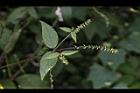 土牛膝-實04.JPG