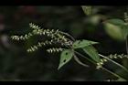 土牛膝-實08.JPG