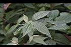 土牛膝-葉05.JPG