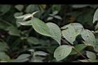 土牛膝-葉07.JPG