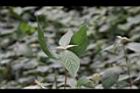 土牛膝-葉08.JPG