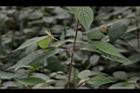 土牛膝-葉序01.JPG