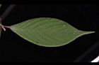 土牛膝-葉正06.JPG