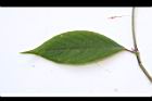 土牛膝-葉正10.JPG