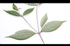 土牛膝-葉背03.JPG