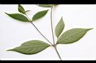 土牛膝-葉背04.JPG