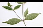 土牛膝-葉背05.JPG