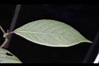 土牛膝-葉背06.JPG