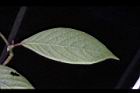 土牛膝-葉背07.JPG