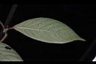 土牛膝-葉背08.JPG