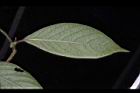 土牛膝-葉背09.JPG