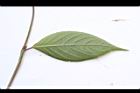 土牛膝-葉背10.JPG