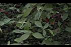土牛膝06.JPG