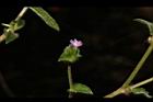 地膽草-花03.JPG
