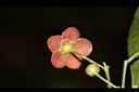 大丁黃-花背01.JPG