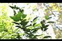 大丁黃05.JPG