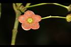 大丁黃-花04.JPG