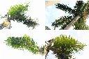 大王椰子-葉1.jpg