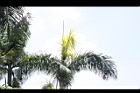 大王椰子-冠莖00.JPG