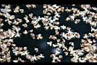 大王椰子-花00.jpg