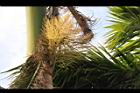 大王椰子-花序04.JPG