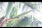 大王椰子-花苞11.JPG