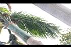 大王椰子-葉11.JPG