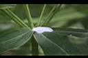 大甲草-乳汁01.JPG