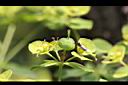 大甲草-實01.jpg