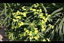 大甲草-花10.jpg