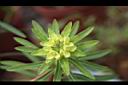 大甲草-花12.jpg