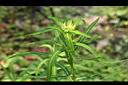 大甲草-花苞04.jpg