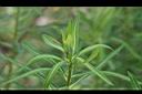 大甲草-葉01.jpg