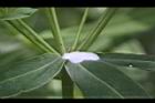 大甲草-乳汁00.JPG