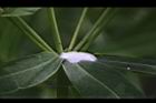 大甲草-乳汁03.JPG