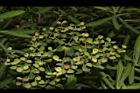 大甲草-果序03.JPG