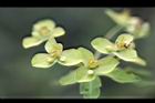 大甲草-花03.jpg