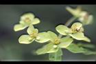 大甲草-花04.jpg