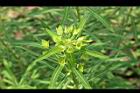 大甲草-花09.jpg
