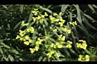 大甲草-花11.jpg