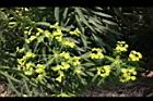 大甲草-花13.jpg