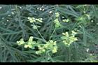 大甲草-花15.jpg