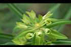 大甲草-花16.jpg