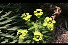 大甲草-花18.jpg
