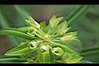 大甲草-花19.jpg