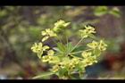 大甲草-花21.jpg