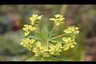 大甲草-花22.jpg
